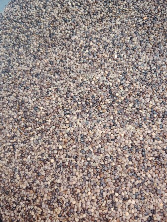 ગુવાર નું બિયારણ વેચવાનું સે