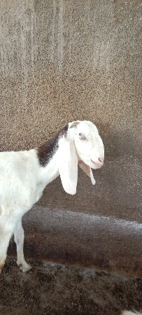 આ બે બકરી વેચવાની છે