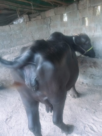 थंबनेल 3