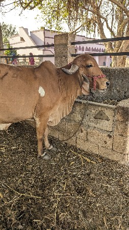 ગાય વેચવાની છે .