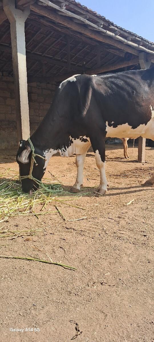 hf jarshi gay vesavani