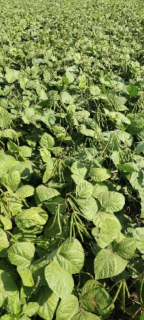 બાજરાના પુરા વેચવાના છે