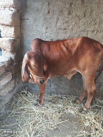 थंबनेल 3