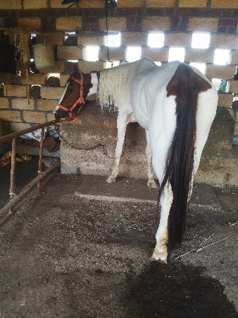 ઘોડી વેચવાની છે