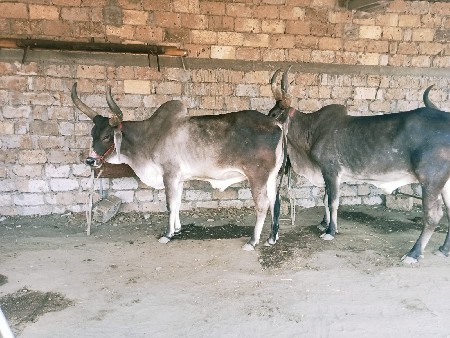 આ નંબર મા ફોન કરવો
9574444794