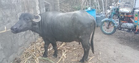 થંબનેલ 2