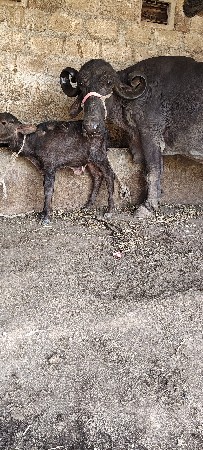 ભેંસ વેચવાની છે સાટા પણ કરીશું