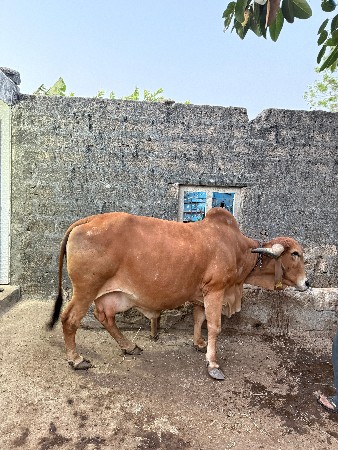 ત્રીજુ વેતર