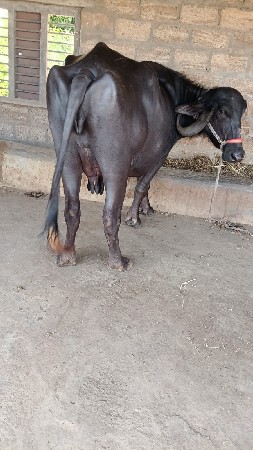 थंबनेल 2