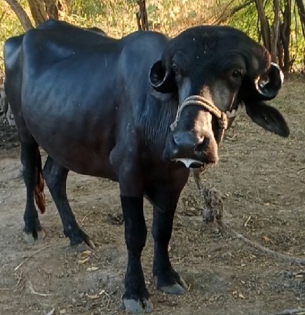 થંબનેલ 2