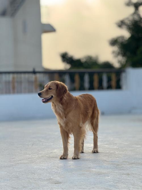 ગોલ્ડન રિટરિવર