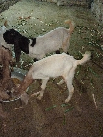 બકરા વેચવાના છે