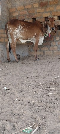 ગીર વાછડી