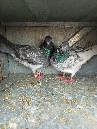 थंबनेल 3