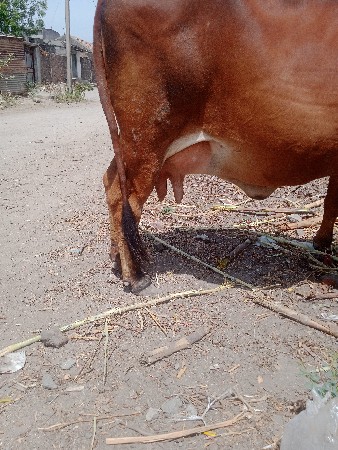 ગાય વેચવાની