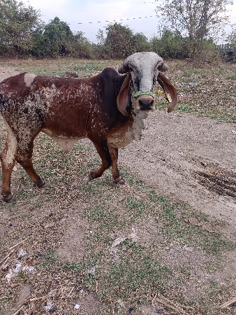 थंबनेल 2