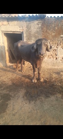 થંબનેલ 2