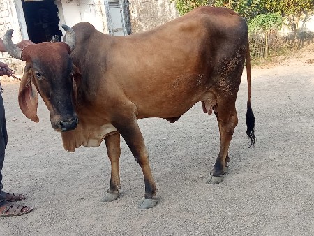 થંબનેલ 3