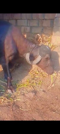 આ ભેંસ વેચવાની છે