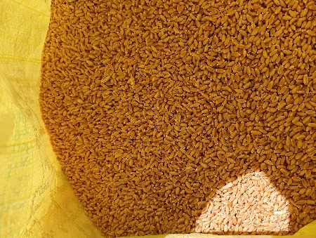 મશીન થી સાફ કરેલી ઘઉં વેચવાના