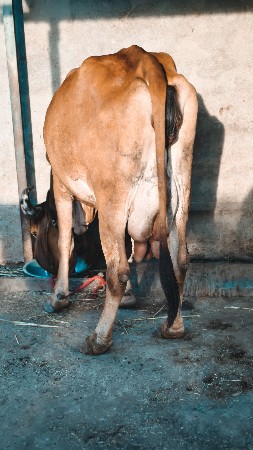 થંબનેલ 3