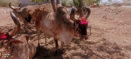 थंबनेल 3