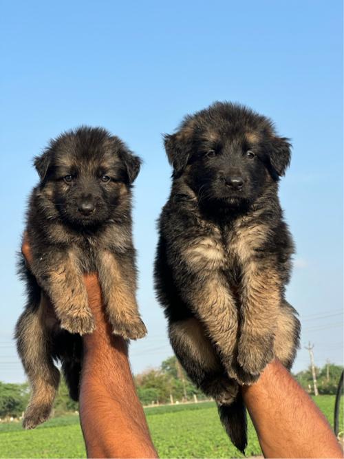 German Shepherd male