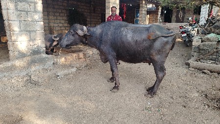 ભેંસ વેચવાની છે
