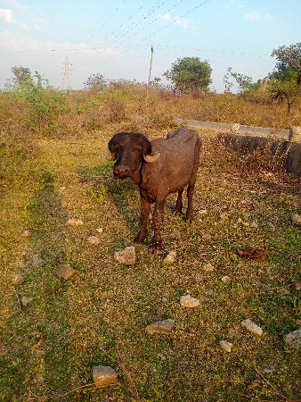 थंबनेल 3