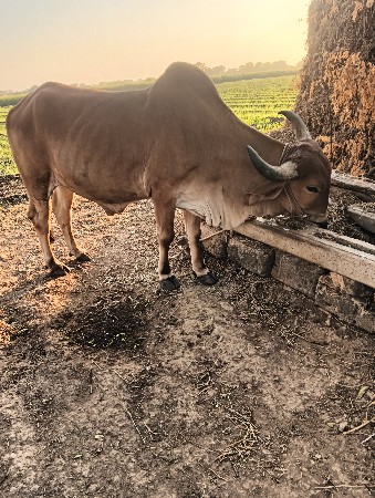 બળદ  ગોઢલા. વેસવાનાછે