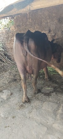 थंबनेल 2