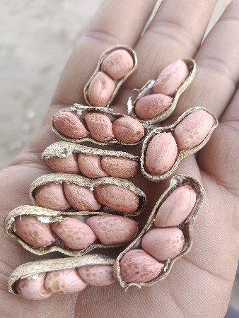 બિયારણ વેચવાનું છે