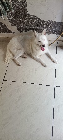 પોમેરીયન કુતરો