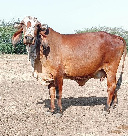 થંબનેલ 2