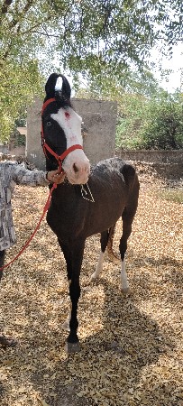 વછેરી ઘોડી v