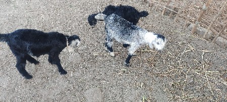 થંબનેલ 2