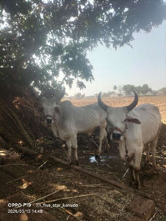 ગોઢલા વેચવાના