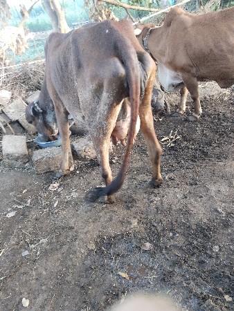 ગાય વેચવા છે