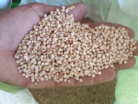 ગુંધરી વેચવાની સે