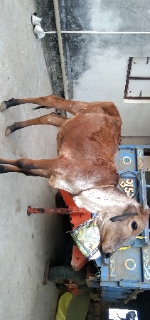 વાછડી વેચવાની છે.