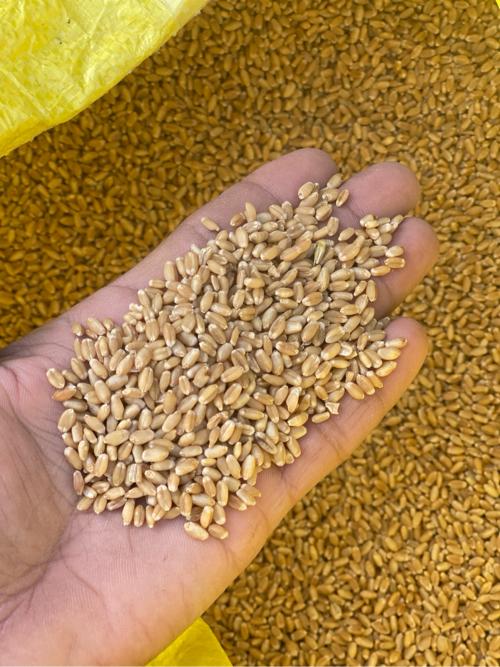 थंबनेल 2