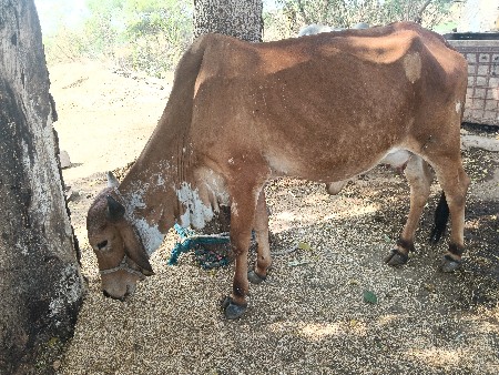 થંબનેલ 3