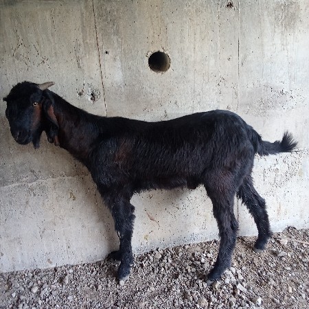 થંબનેલ 2