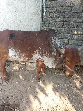 ગાયવેસવાનીછે