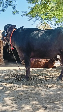 જાફરાબાદી ખડાઈ વેચવાની છે