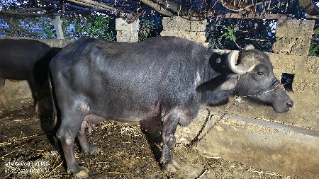 ભેંસ વેચવાની છે