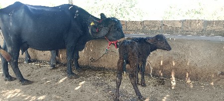 थंबनेल 3