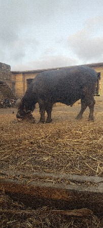 પાડો વેચવાનો છે