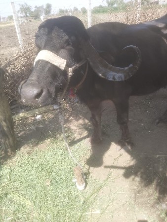 थंबनेल 3