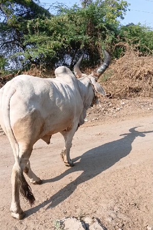 આ બરધ વેચવાનો છે ડાબીયાર હાલે